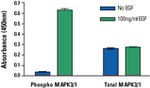 Multispecies ERK1/ERK2 In-Cell ELISA Kit, Colorimetric