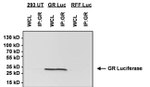 Green Renilla luciferase Antibody in Immunoprecipitation (IP)