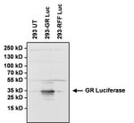 Green Renilla luciferase Antibody in Western Blot (WB)