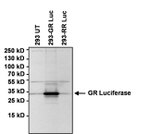 Green Renilla luciferase Antibody in Western Blot (WB)