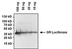 Green Renilla luciferase Antibody in Western Blot (WB)