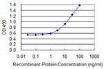 SERPINA3 Antibody in ELISA (ELISA)