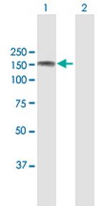 ABL2 Polyclonal Antibody, MaxPab™
