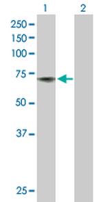 ACHE Polyclonal Antibody, MaxPab™