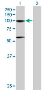 ACO1 Polyclonal Antibody, MaxPab™