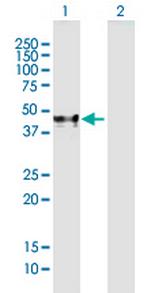 ACPP Polyclonal Antibody, MaxPab™