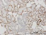 ACTA2 Antibody in Immunohistochemistry (Paraffin) (IHC (P))