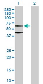 ACTB Polyclonal Antibody, MaxPab™