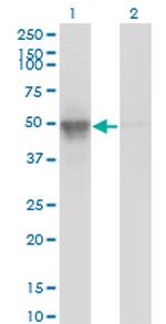 ACTL6A Monoclonal Antibody (3C4)