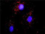 ACTN1 Antibody in Proximity Ligation Assay (PLA) (PLA)