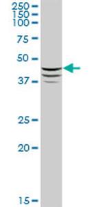 ADFP Antibody in Western Blot (WB)