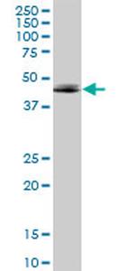 ADORA2A Antibody in Western Blot (WB)