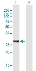 AES Polyclonal Antibody, MaxPab™