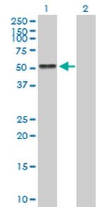 AGT Polyclonal Antibody, MaxPab™