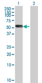 AGT Polyclonal Antibody, MaxPab™