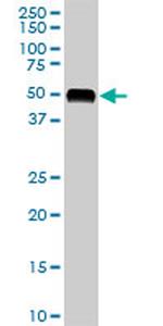 AGT Antibody in Western Blot (WB)
