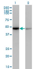 NR0B1 Monoclonal Antibody (3G8)