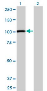 AHR Antibody in Western Blot (WB)