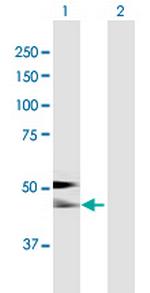 AHSG Antibody in Western Blot (WB)