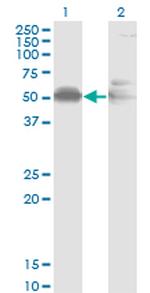 AHSG Monoclonal Antibody (1D8)