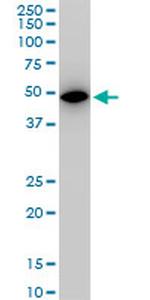 ALDOA Monoclonal Antibody (2E6)