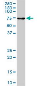 ALPPL2 Polyclonal Antibody, MaxPab™