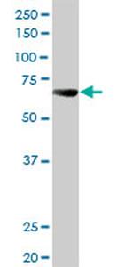 ALPPL2 Antibody in Western Blot (WB)