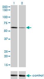 ALPPL2 Antibody in Western Blot (WB)
