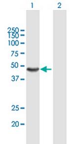 AMBP Polyclonal Antibody, MaxPab™