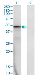 AMBP Monoclonal Antibody (1F7)