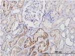 AMBP Monoclonal Antibody (4F2)