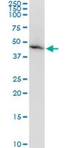 AMBP Antibody in Western Blot (WB)