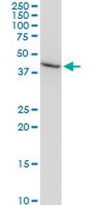 AMBP Antibody in Western Blot (WB)