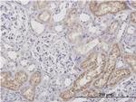 AMBP Monoclonal Antibody (4F4)