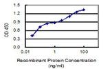 AMPD2 Antibody in ELISA (ELISA)