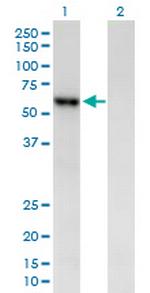 AMY2B Polyclonal Antibody, MaxPab™