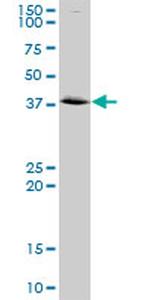 ANXA2 Antibody in Western Blot (WB)