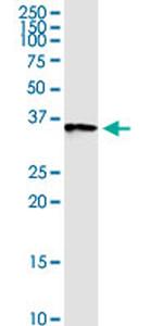ANXA2 Antibody in Western Blot (WB)
