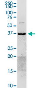 ANXA2 Antibody in Western Blot (WB)