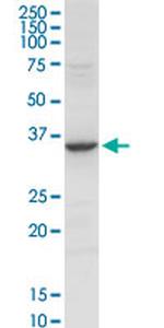 ANXA2 Antibody in Western Blot (WB)