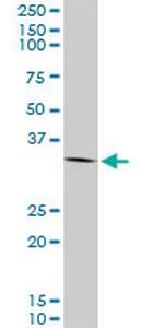 ANXA2 Monoclonal Antibody (4G8)