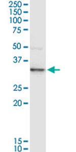 ANXA3 Antibody in Western Blot (WB)