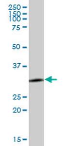 ANXA4 Antibody in Western Blot (WB)