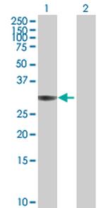 ANXA4 Antibody in Western Blot (WB)