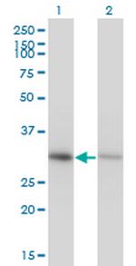 ANXA4 Monoclonal Antibody (1D3)