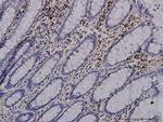ANXA5 Antibody in Immunohistochemistry (Paraffin) (IHC (P))