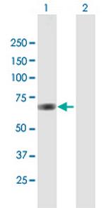 ANXA6 Polyclonal Antibody, MaxPab™