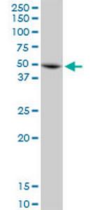 ANXA7 Polyclonal Antibody, MaxPab™