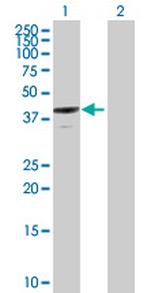 ANXA13 Antibody in Western Blot (WB)
