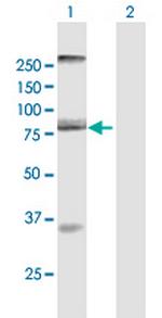 AOC2 Polyclonal Antibody, MaxPab™